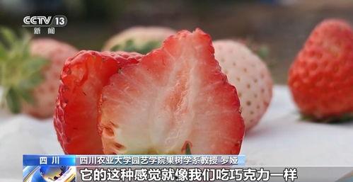 国产视频草莓,甜蜜滋味，映照时代光影
